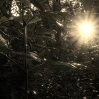 *** :: Сергей Сергеев