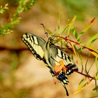 бабочки августа 5 :: Александр Прокудин бабочки августа 5 :: Александр Прокудин