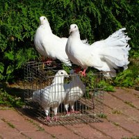 Голуби для молодожёнов. :: Милешкин Владимир Алексеевич 