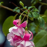 Танцующие балерины. :: Светлана Ищенко Танцующие балерины. :: Светлана Ищенко