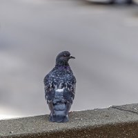 Ой, где был я вчера... :: Валерий Иванович