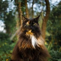 Моя кошка :: Валерий Серёгин