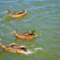 Утята :: Татьяна Лютаева