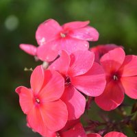 Светится в любую погоду :: Татьяна Лютаева Светится в любую погоду :: Татьяна Лютаева