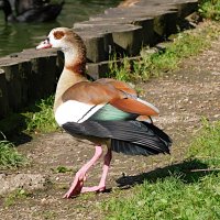 Нильский гусь :: Лина 