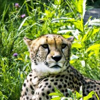 Портрет гепарда :: Валентина *