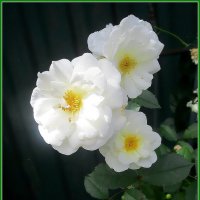 Нежность :: Ольга Довженко