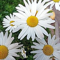 Цветы. :: Владимир Драгунский Цветы. :: Владимир Драгунский