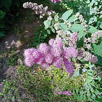 Цветы. :: Владимир Драгунский Цветы. :: Владимир Драгунский