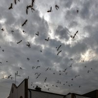 И сразу как-то тревожно :: Alexandеr P