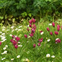 Весна в Ботаническом... Май. :: Наташа ***** Весна в Ботаническом... Май. :: Наташа *****