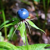 А эту ягодку в лесу лучше не пробовать - вороний глаз, сильно ядовит! :: Андрей Заломленков