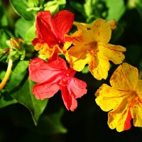 На клумбе у дома... :: Николай Саржанов