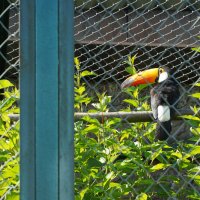 ТУКАН_ТОКО :: Сергей Янович Микк