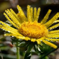 Девясил :: Надежда Куркина 