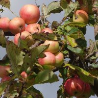 Яблоки :: Рита Симонова