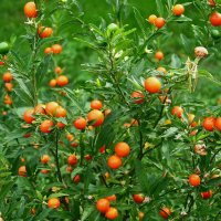 Паслён ложноперечный :: Рита Симонова Паслён ложноперечный :: Рита Симонова