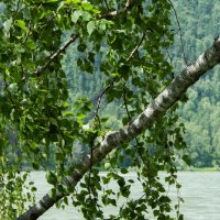 *** :: Николай Чекалин