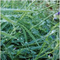 *** :: someone somewere