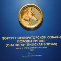 На выставке "Жизнь замечательных собак" в Санкт-Петербурге :: Ирэн 