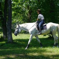 Лесная прогулка :: Наталия Григорьева