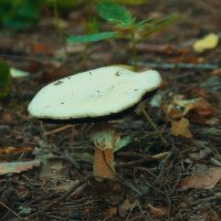 Шампиньон :: Леонид leo