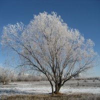 Утро :: Anna Ivanova