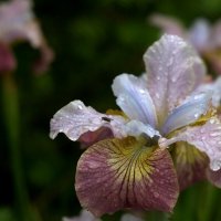 После дождя :: Kventin Natabos 