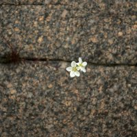 Гранит :: Kventin Natabos 