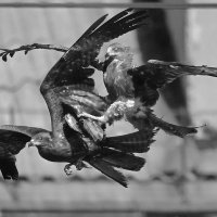 Высокие отношения.Город... :: Владилен Панченко