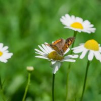 Последние теплые деньки лета.... :: Sergey (Apg)