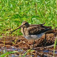 бекас :: gawrilа - dan бекас :: gawrilа - dan