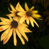 Рудбекия :: Евгений Рудбекия :: Евгений