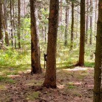 Белка в кедровом лесу . Август . :: Мила Бовкун