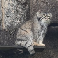 Манул Тимоша :: <<< Наташа >>>