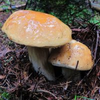 Грибной дуэт :: Андрей Снегерёв Грибной дуэт :: Андрей Снегерёв