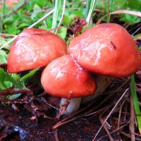 Тройняшки :: Андрей Снегерёв