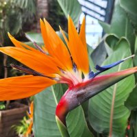 Стрелиция :: Наталья 