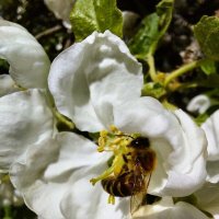 За работой :: Хватова Марина 