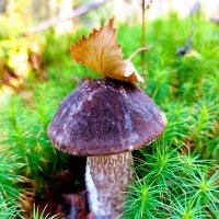 Черноголовый :: Хватова Марина 