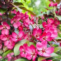 цветение :: Наталья 