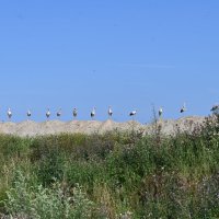 Аисты :: redfox 