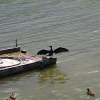 Бакланы :: redfox 