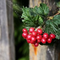 Калина :: victor Lion