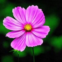 *** :: Леонид leo