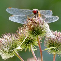 из снятого сегодня 5 :: Александр Прокудин из снятого сегодня 5 :: Александр Прокудин