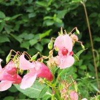 Недотрога :: Сапсан 