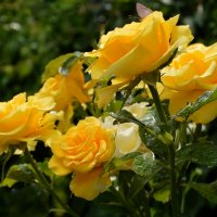 Цветы умытые дождём... :: Надежда Куркина 