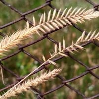 Колоски :: светлана льдокова