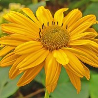 Солнечный! :: Валентина  Нефёдова 